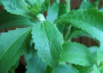 Stevia ~ The Sweet Herb of Paraguay