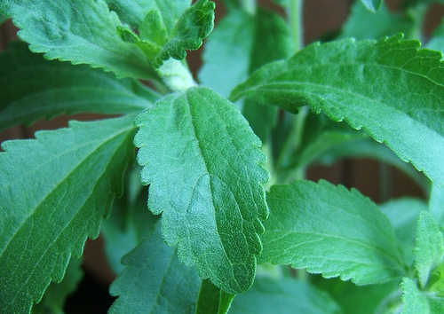 Stevia ~ The Sweet Herb of Paraguay